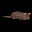 ratkisser123