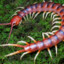 scolopendra