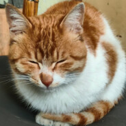 情人最后难免沦为朋友