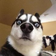 地沟油炒豆腐脑