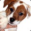 JackRussell.ita