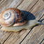 snail :O