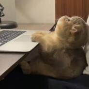 悲伤的纯情大母猴