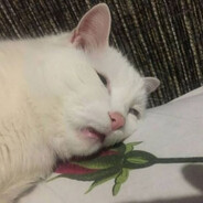 Avocato ♥