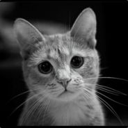 KOTIK :3