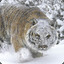 Winter Tiger