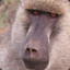 Baboon