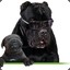 twitch.tv/dogshouse