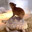 Capybara666