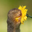 ChipmunkSleepy