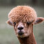 The Danish Alpaca