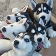 莽夫才刚正面、偷机才