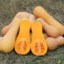 Butternut Squash