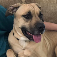 uzi vert - steam id 76561198282062493