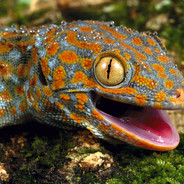 Лена Головач