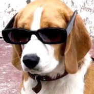 你在狗叫什么  （困境）