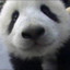Panda123