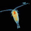 mrplankton