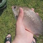 Mr. Fish Fucker