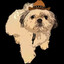 PCHamsterNugget