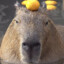 PMA Capybara