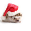 The Holiday Hedgehog