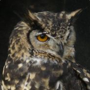 Bernadette La Chouette