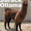 Barack O Llama