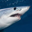 Shortfin Mako Shark