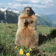 marmot
