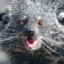 Binturong