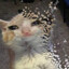 TheCatThatScreams