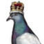 KingPigeon