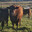 Pure Bred Gelbvieh Stud