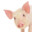 Phantom piggy
