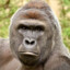 Monkee