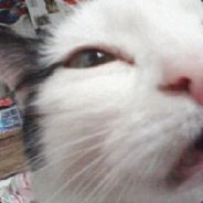 The Turt Burgler - steam id 76561197961880396