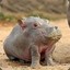 TIny Hippo