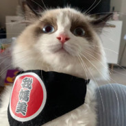 钓猫人耗子尾汁