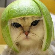 Vlammetje Oggy - steam id 76561197970957349