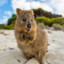 Quokkamocha