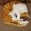 长眠只猫
