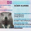 KURWA BÓBR