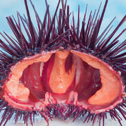 Typical Urchin
