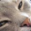 Nice2Cats