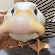 Duck