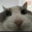 Petfood