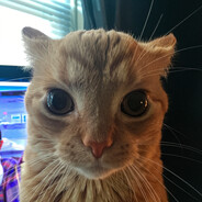 HAUSЕ