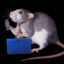 Rat Attorney