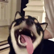 乱世英杰枭雄辈 岂可无我